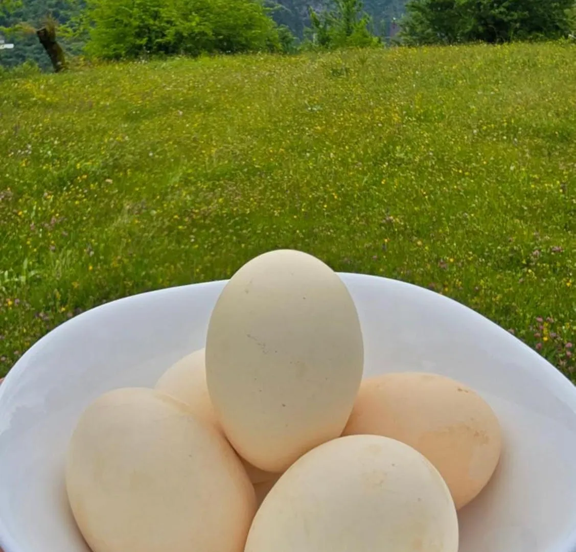 Thethi 360 Grade - Camping & Rooms Albanien
